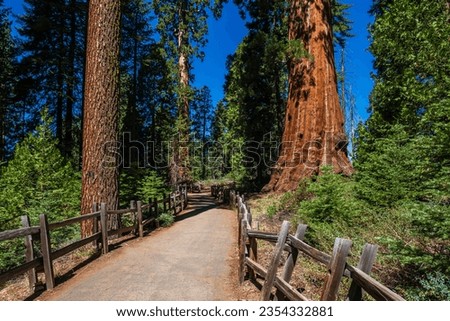 The General Grant Tree loop in the Sequoia  Kings Canyon National Park. 
