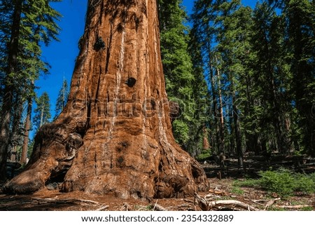 The General Grant Tree loop in the Sequoia  Kings Canyon National Park. 