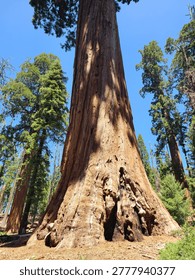 The General Grant Tree, one of the largest trees in Sequoia National Park, California