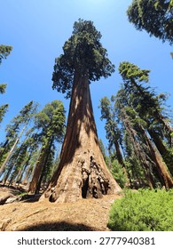 The General Grant Tree, one of the largest trees in Sequoia National Park, California