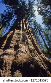 General Grant Tree  In Sequoia National Park