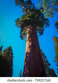 General Grant Tree, Sequoia National Park