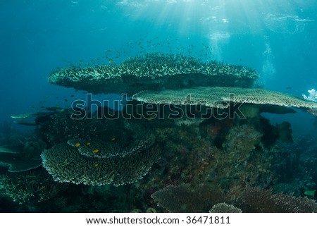General Reef Scene, Raja Ampat, Indonesia