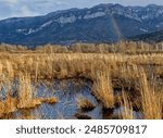 General and scenic plan of the flora of a pond, tidal, with aquatic plants type sedge. Background arbes, mountain and rainbow, sky loaded with clouds. Photo taken in the bog of the herretang, in Franc