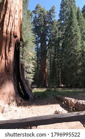 General Sherman - Sequoia National Park