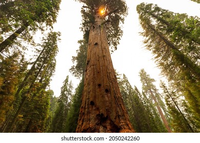 General Sherman Sequoia National Park