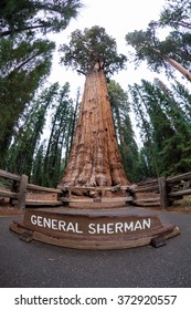 General Sherman In Sequoia National Park