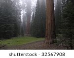 General Sherman Sequoia Tree and an open meadow in Sequoia National Park in California