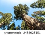 General Sherman Tree - Giant Sequoia in Sequoia National Park in California, USA