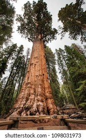 General Sherman Tree at Sequoia and King's Canyon National Park - Forest full of giant Sequoia trees
