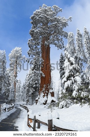 General Sherman tree- Sequoia N.P. Stock foto © 