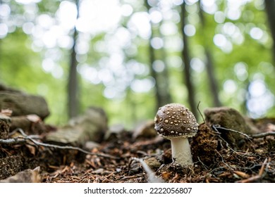 General View Of Amanita Pantherina