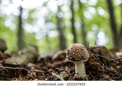 General View Of Amanita Pantherina