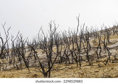 General view of Dead forest of mount Papandayan  is the most popular place for tourist in Garut, West Java.