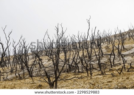 General view of Dead forest of mount Papandayan  is the most popular place for tourist in Garut, West Java.