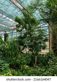 General View Of The Greenhouse Of Tropical Plants, Succulents. Lots Of Greenery, Plants With Large Wide Leaves Or With Long And Thin, Like Palm Trees, Dates, Agaves