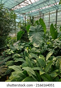 General View Of The Greenhouse Of Tropical Plants, Succulents. Lots Of Greenery, Plants With Large Wide Leaves Or With Long And Thin, Like Palm Trees, Dates, Agaves