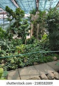 General View Of The Greenhouse Of Tropical Plants, Succulents. Lots Of Greenery, Plants With Large Wide Leaves Or With Long And Thin, Like Palm Trees, Dates, Agaves