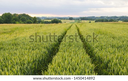 A general view of the Polish arable fields. Unripe cereals.