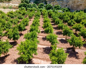 General view of Pomegranate trees garden - Powered by Shutterstock