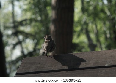 Generally, sparrows are small, plump, brown and grey birds with short tails and stubby, powerful beaks. Sparrows are a family of small passerine birds. They are also known as true sparrows, or Old Wor