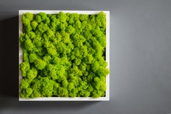 Generic concept image of decorative moss. Used for interior design, organic  fresh living or office spaces, green living or presentations, brochures.  Architecture Stock Photos