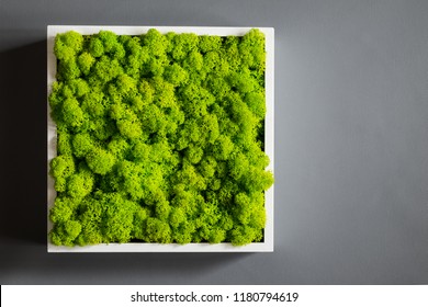 Generic concept image of decorative moss.  Used for interior design, organic fresh living or office spaces, green living or presentations, brochures.