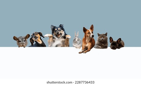 Generic cute animal pets sitting on blue background, website banner or social media cover