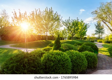 Generic green fresh round spheric boxwood bushes wall with warm summer sunset light on background at ornamental english garden at yard. Early autumn green natural landscape park background