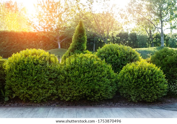 Generic green fresh round spheric boxwood\
bushes wall with warm summer sunset light on background at\
ornamental english garden at yard. Early autumn green natural\
landscape park\
background