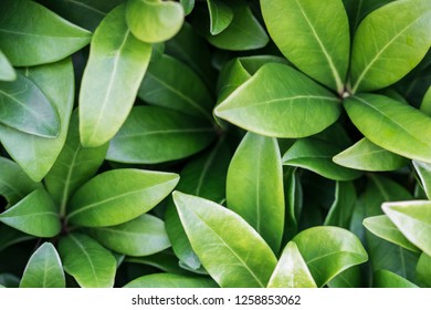 Generic Green And Leafy Botanical Nature Background.