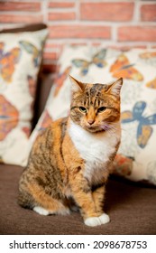 Generic Romanian Cat, Our Beautiful Cat Standing On The Couch
