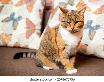 Generic Romanian Cat, Our Beautiful Cat Standing On The Couch
