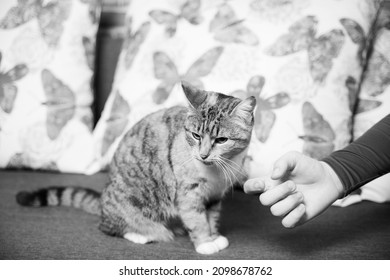 Generic Romanian Cat, Our Beautiful Cat Standing On The Couch
