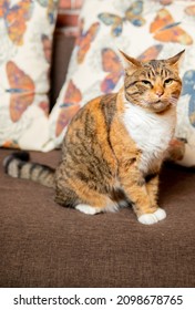 Generic Romanian Cat, Our Beautiful Cat Standing On The Couch
