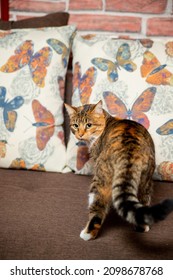 Generic Romanian Cat, Our Beautiful Cat Standing On The Couch
