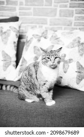 Generic Romanian Cat, Our Beautiful Cat Standing On The Couch