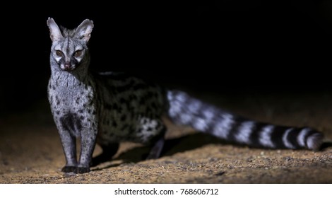 1,091 Genet cat Images, Stock Photos & Vectors | Shutterstock