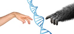 Conceptul Genetic Comun De Origine Pentru Evoluția Primatelor