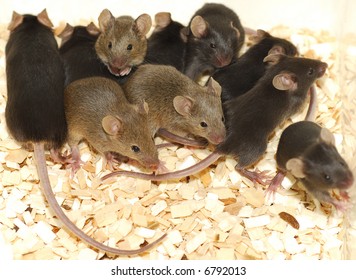 遺伝子組み換えマウス 黒と茶色の背景に赤ちゃんネズミの巣 アゴチ の写真素材 今すぐ編集