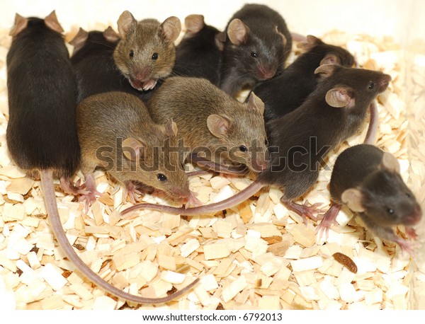 遺伝子組み換えマウス 黒と茶色の背景に赤ちゃんネズミの巣 アゴチ の写真素材 今すぐ編集