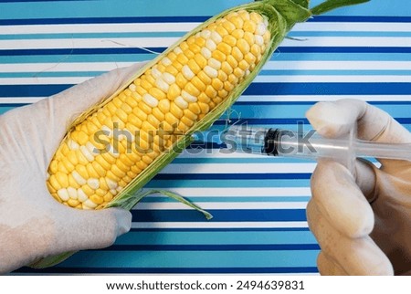 genetically modified corn cob with syringe on striped surface