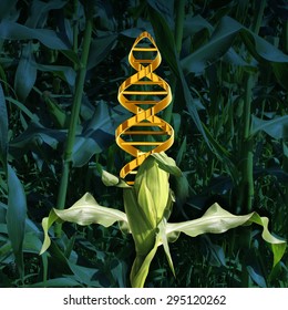 Genetically Modified Crops And Engineered Food Agriculture Concept Using Biotechnology And Genetics Manipulation Through Biology Science As A Corn Plant With A DNA Strand Symbol In The Produce.