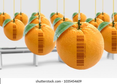 Genetically Modified Food Concept (GMO). Oranges Artificially Produced In Laboratory With Hormones. With Barcode (fake Barcode).