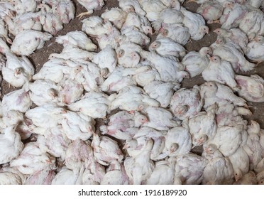 genetically modified improved white meat chicken chicks at a poultry farm, raised as a business to produce a large amount of quality meat from poultry chicken, close up - Shutterstock ID 1916189920