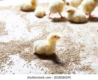 genetically modified improved white meat chicken chicks at a poultry farm, raised as a business to produce a large amount of quality meat from poultry chicken, closeup