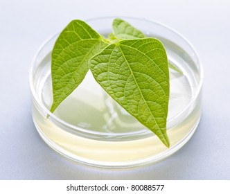 Genetically Modified Plant Tested In Petri Dish