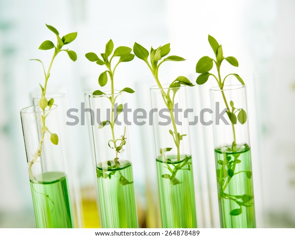 遺伝子組み換え植物 試験管の内部で育つ植物の苗 の写真素材 今すぐ編集