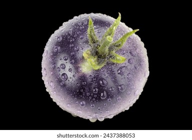 Genetically modified purple tomato enriched with lycopene and anthocyanins, glistening with water drops against a black background, merging science and aesthetics