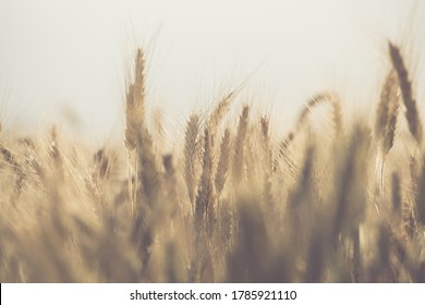 Genetically Modified Rye Crops Field Close Up Agricultural Industry Theme. 